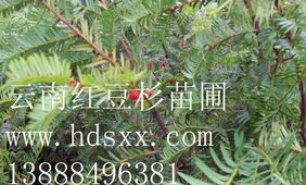 昆明维基科技 携手苍绿林业，开启智慧绿化新篇章