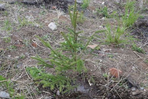 广植生态林，呼吸零距离——加格达奇林业局春季义务植树活动纪实