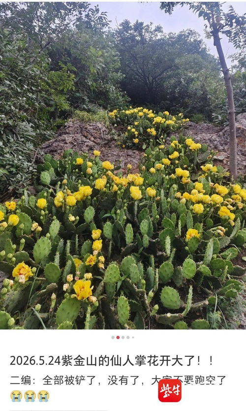 紫金山仙人掌坡被移除 网红打卡地背后的生态警示与修复之道