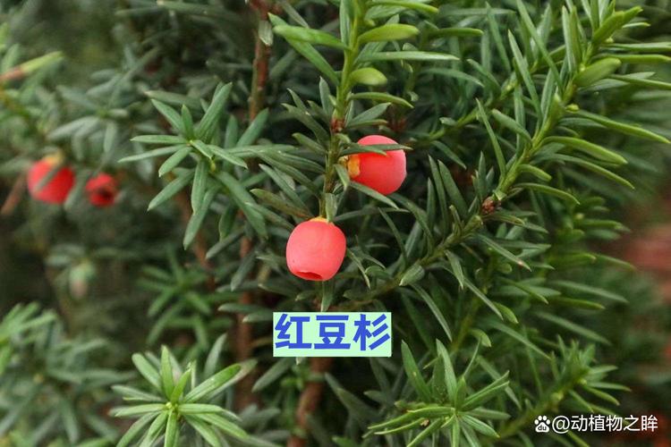 红豆杉,总是安静地站在那里.深绿的叶子细密柔软,顺着枝条自然